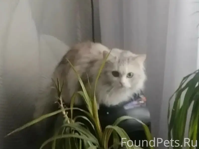 Пропала кошка, вторая Ольшанка