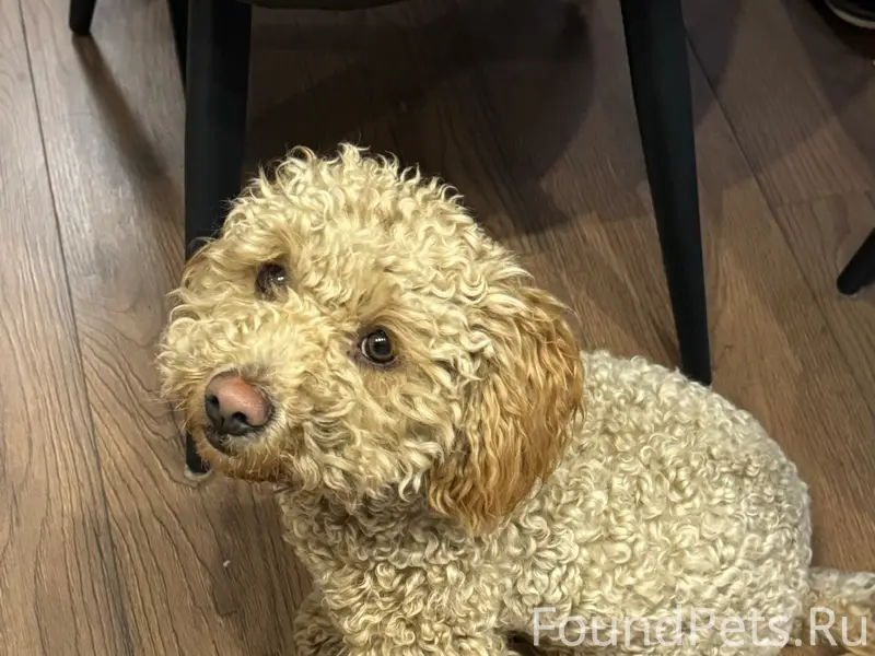 Найден пудель, улица Удмуртская