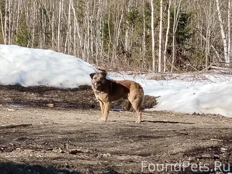 Пропала собака, Чаньвинская улица