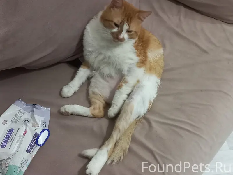 Пропал кот Марик, улица Лесная