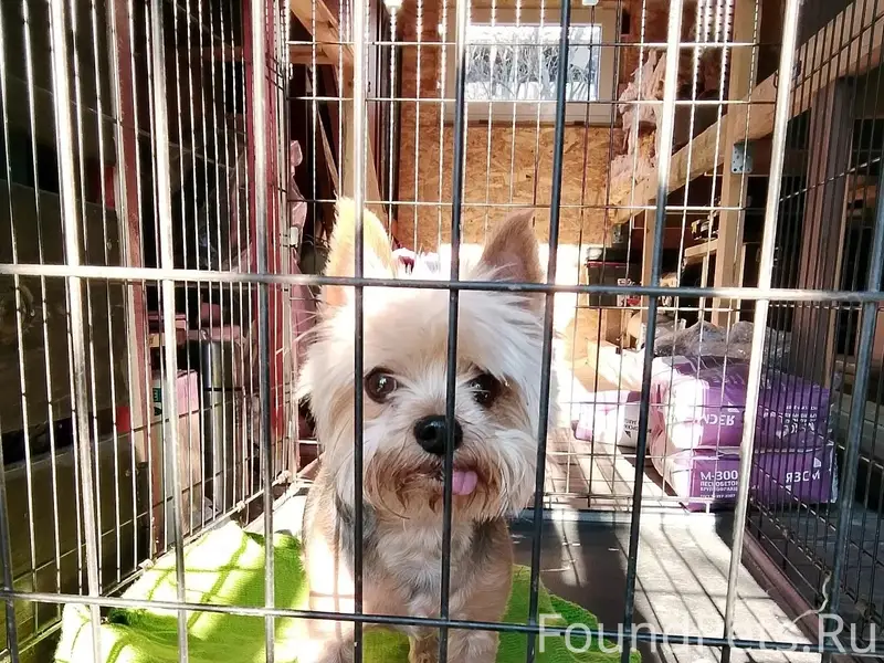 Найден тип собака, между Острецово и Васильково