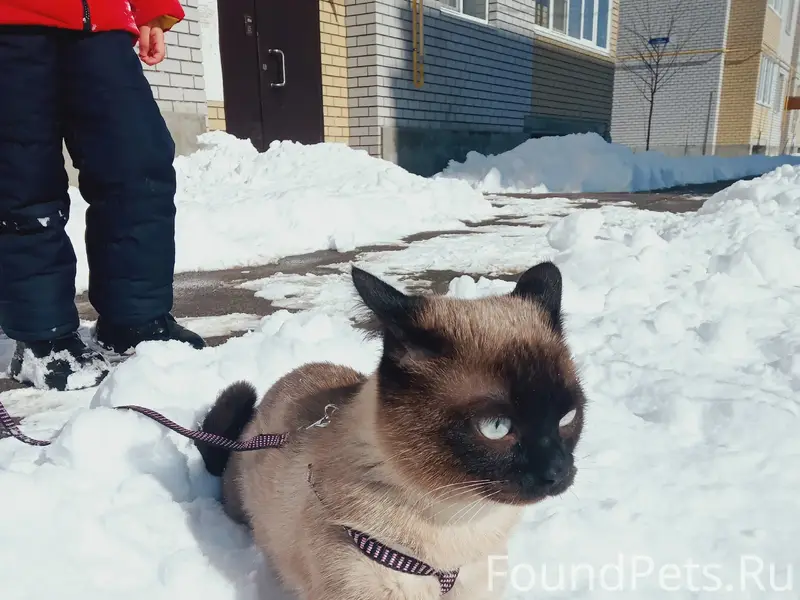 Пропал кот, Чулкова 4