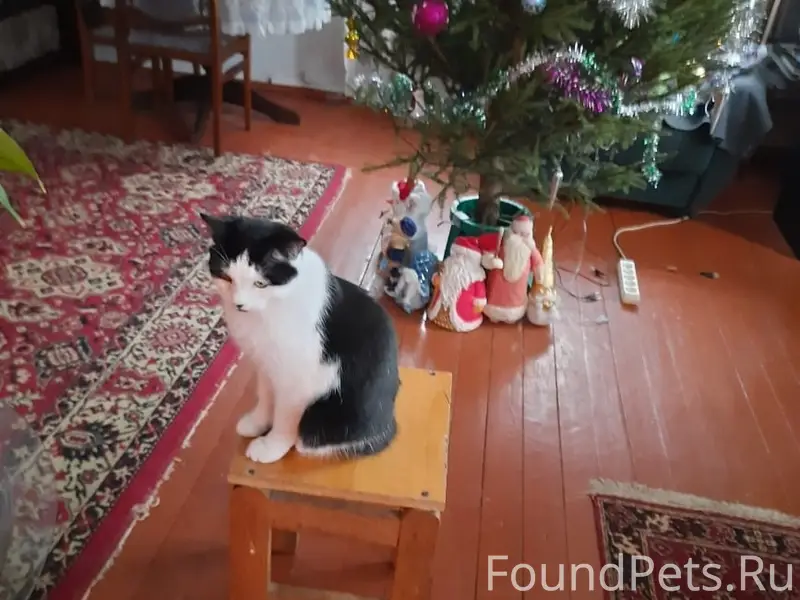 Пропал котик Вася, район Белого дома