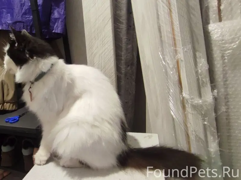 Пропала домашняя кошка Тойота, около Туполева 9