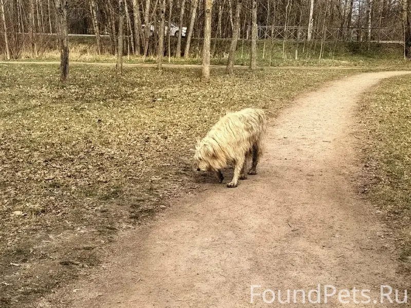 Пропала собака, в ошейнике