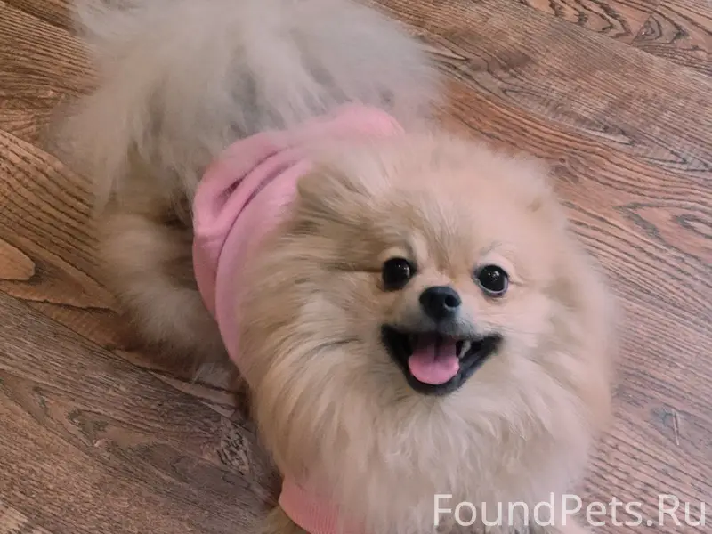 Пропала собака-шпиц Стеша, район Красного котельщика