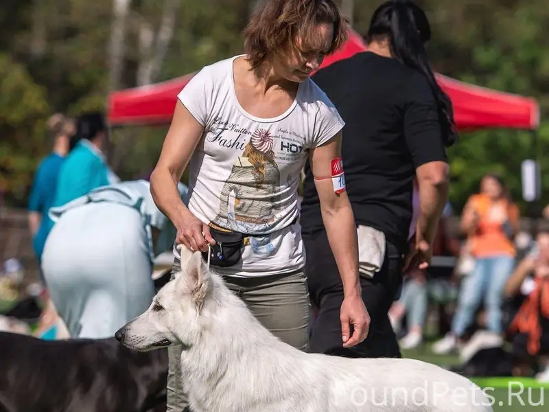 Пропал мальчик белая швейцарская овчарка Лео, Минский район