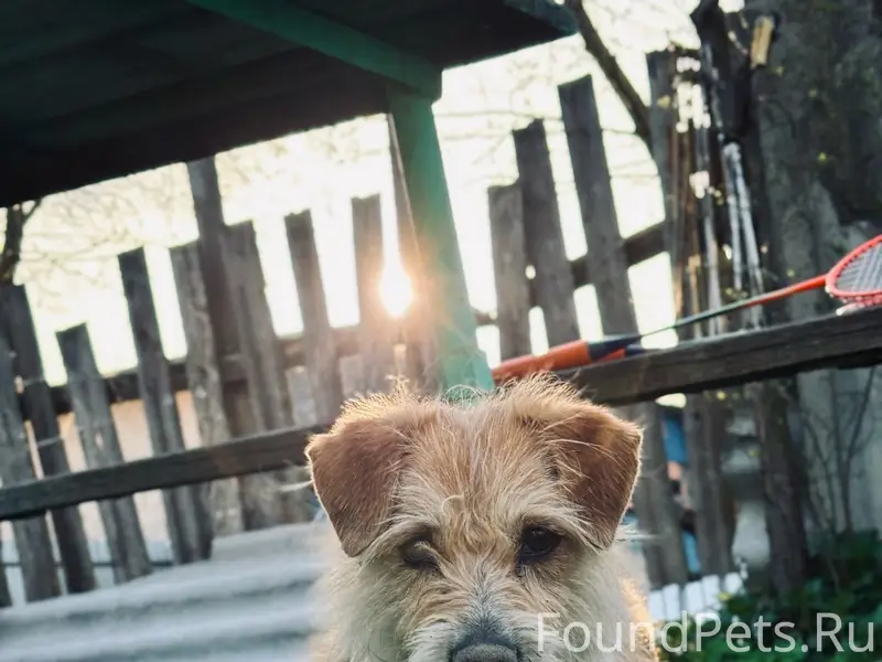 Пропал пёс Бублик, Тесовая