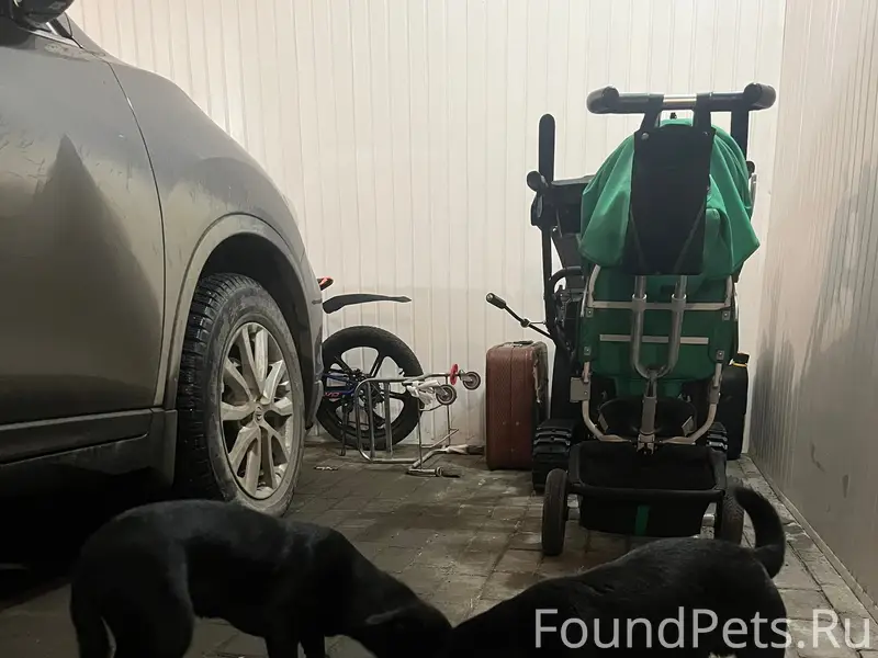 Найденны две маленькие собаки, Чтз, ул. Шишкина