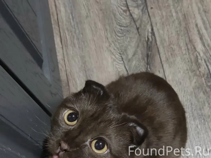 Пропал вислоухий кот, п. Горького