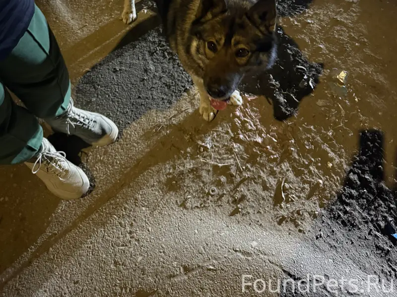 Найден тип собака, Комсомольская площадь, Ленинский район