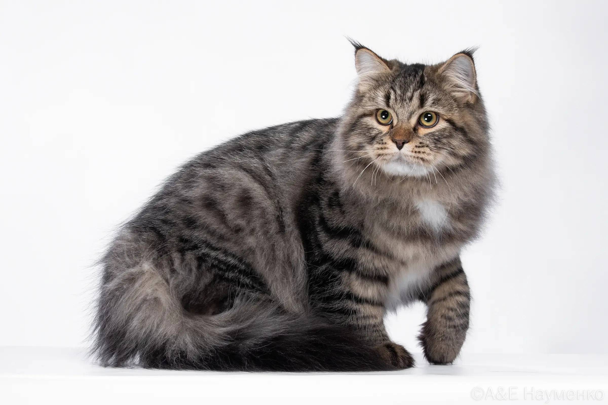 Пропал котёнок, похож на сибирского, Ломоносов Чехова