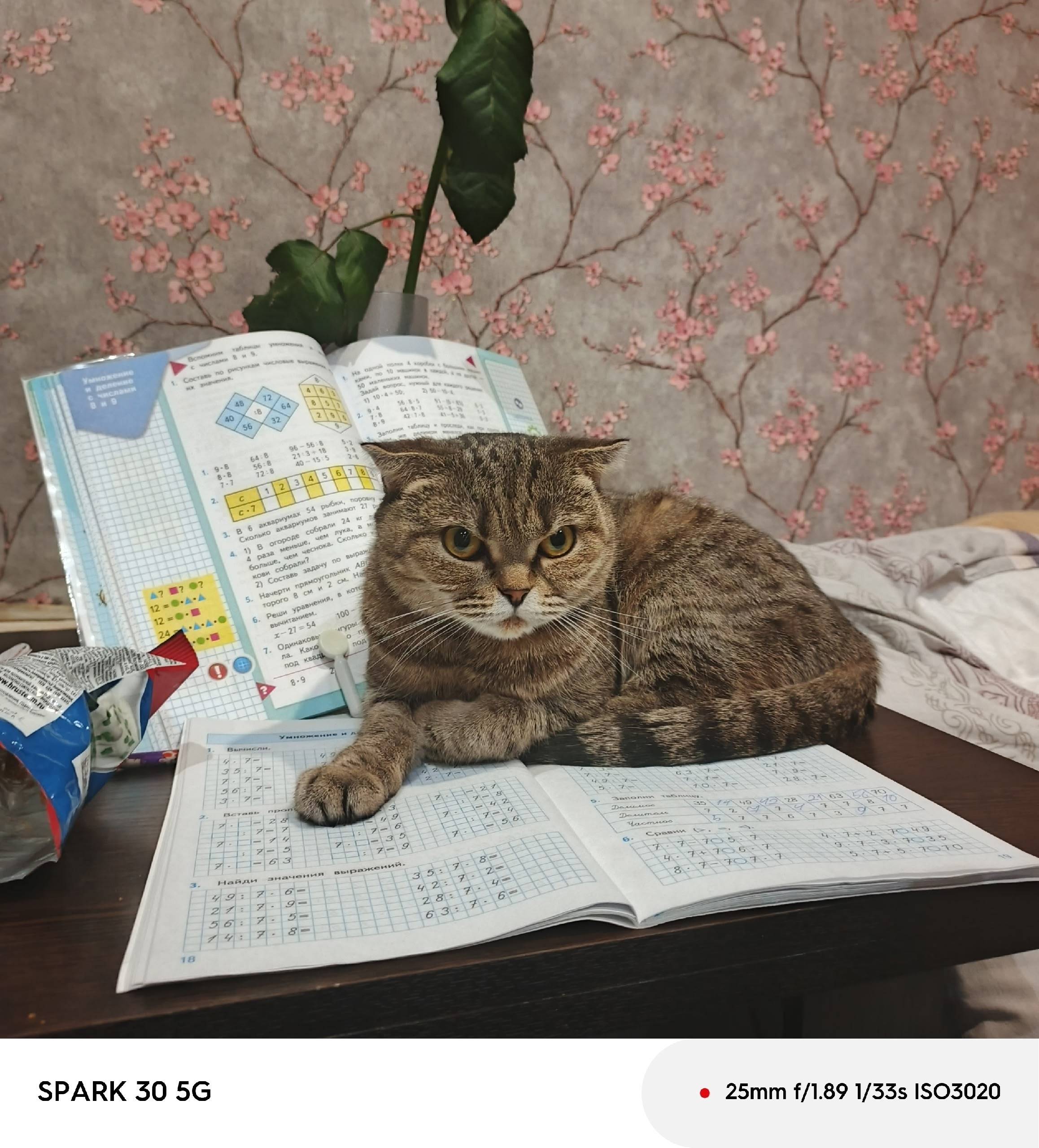 Пропала кошка Моня, улица Боровая