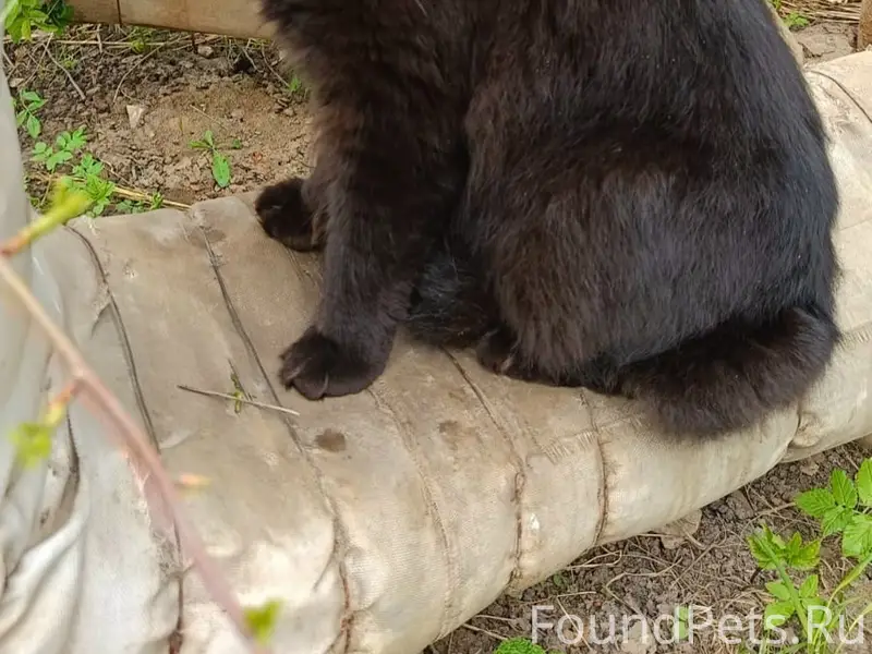 Найден мейн кун, возможно потерялся