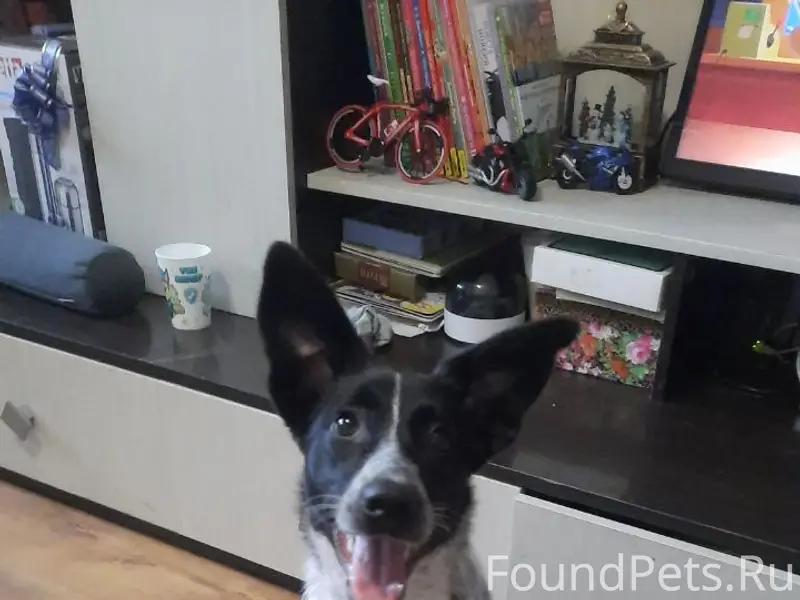 Найден метис Соня, Саратов, Солнечный