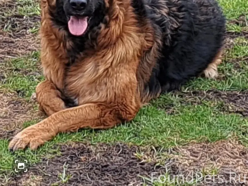 Пропала собака Элси, Гатчина