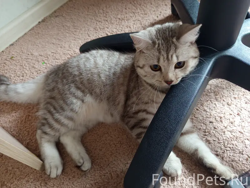 Пропала кошка