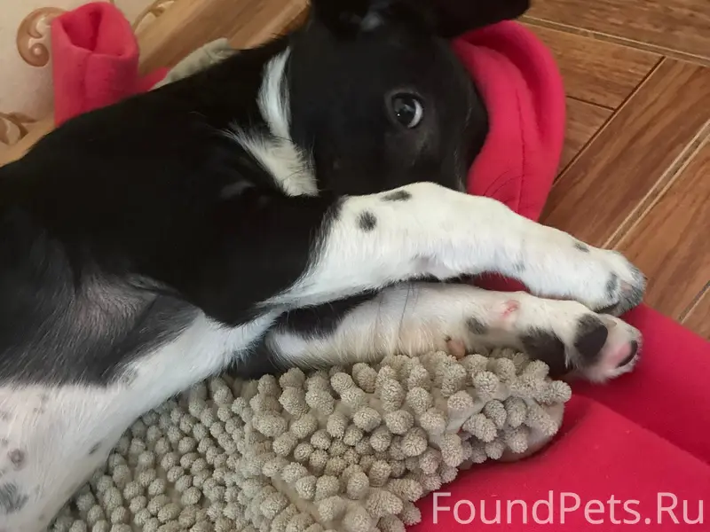 Найден щенок девочка, р-он Садовый мост