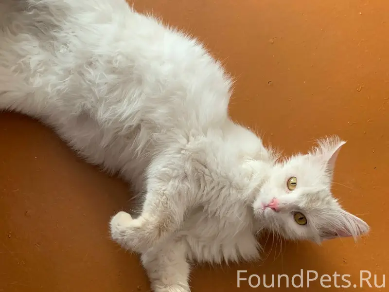 Найдена кошка, Луначарского 38