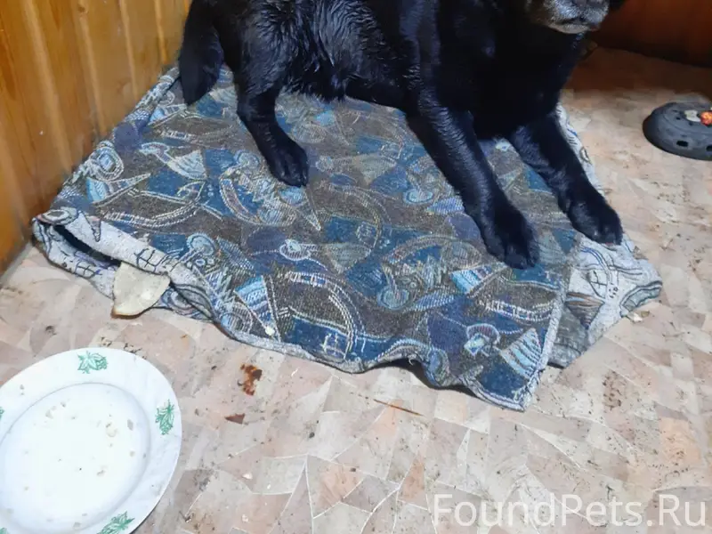 Найдена собака, [место: от Бехтерева за ж/д путями]