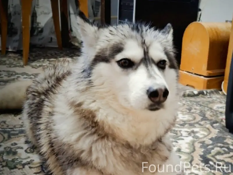 Пропала хаски Хася, посёлок Строителей