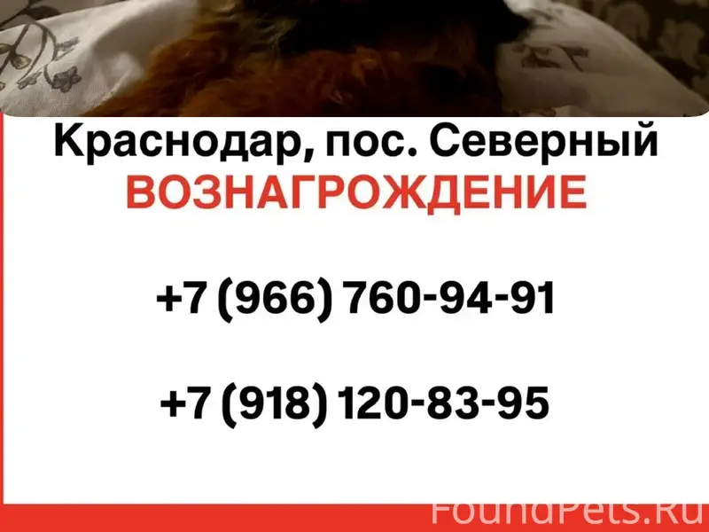 Пропала собака Вива, поселок Северный