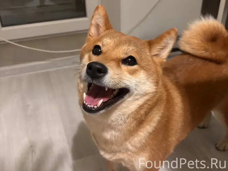 Пропала сиба-ину, Светлогорск, улица Пионерская