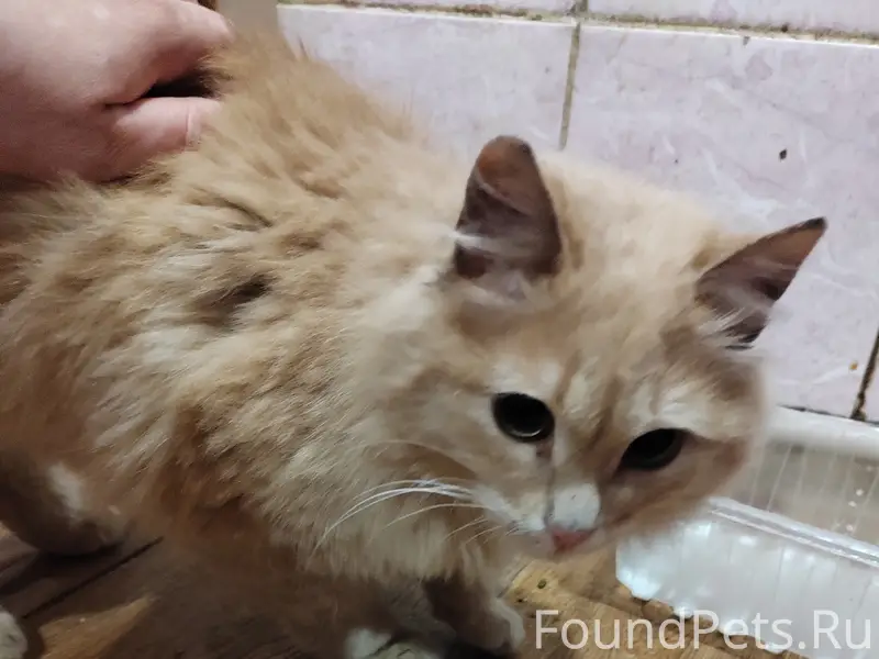 Найден кот, район старого города