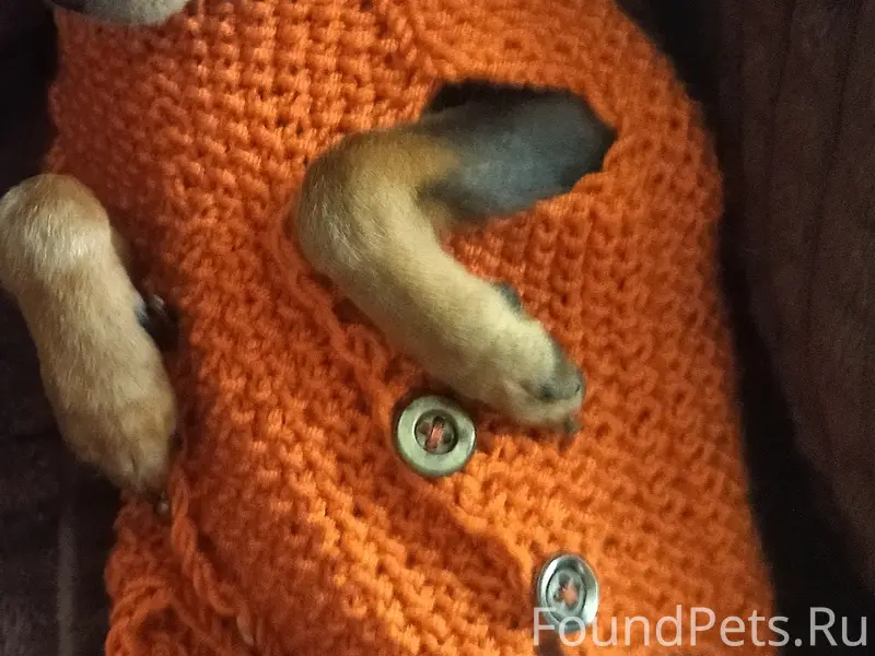 Пропала собака