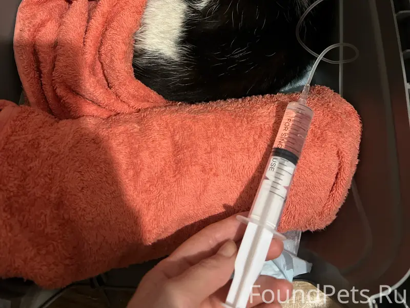 Найден кот, нуждается в лечении