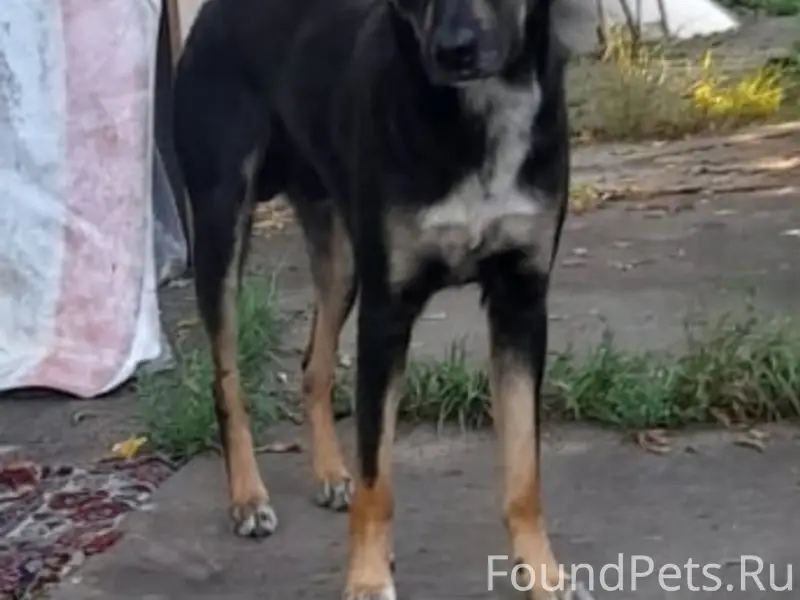 Пропал пёс, район Жемчужной, Газовой, 45 стрелковой