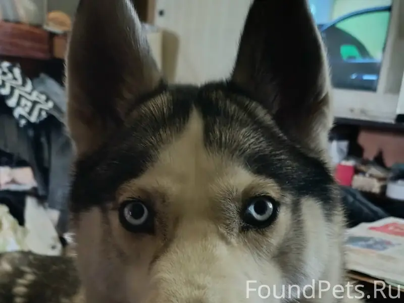 Пропала хаски Альма