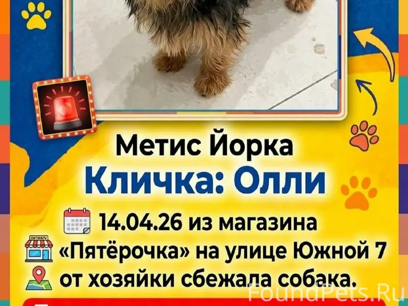 Пропал метис йоркширского терьера, Дрожжино