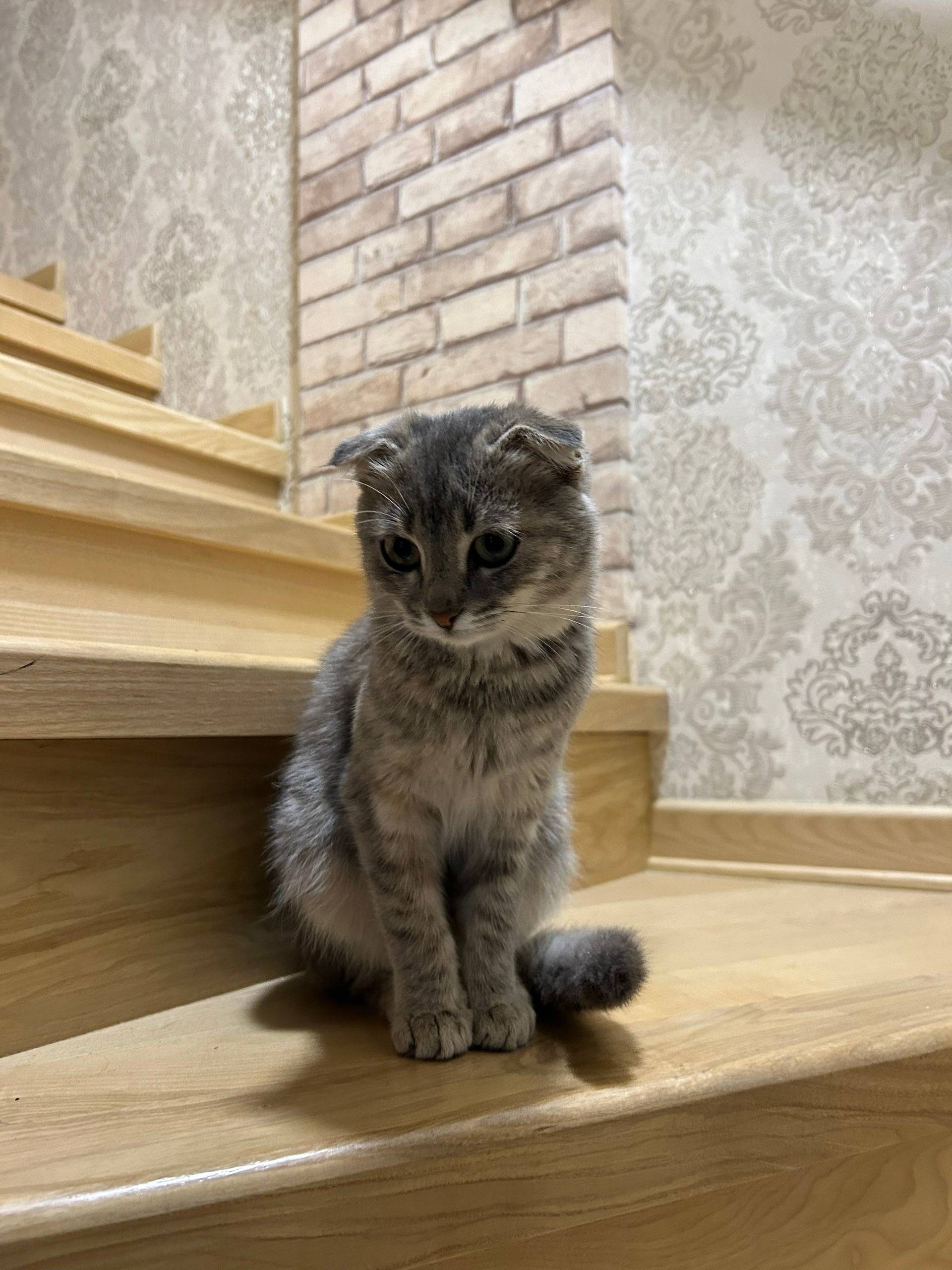 Пропала кошка Буся, район Ермака/Комитетская/Фрунзе