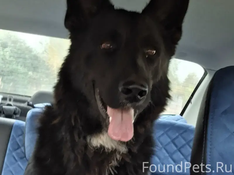 Пропал кабель овчарка Цезарь, с. Агро-пустынь