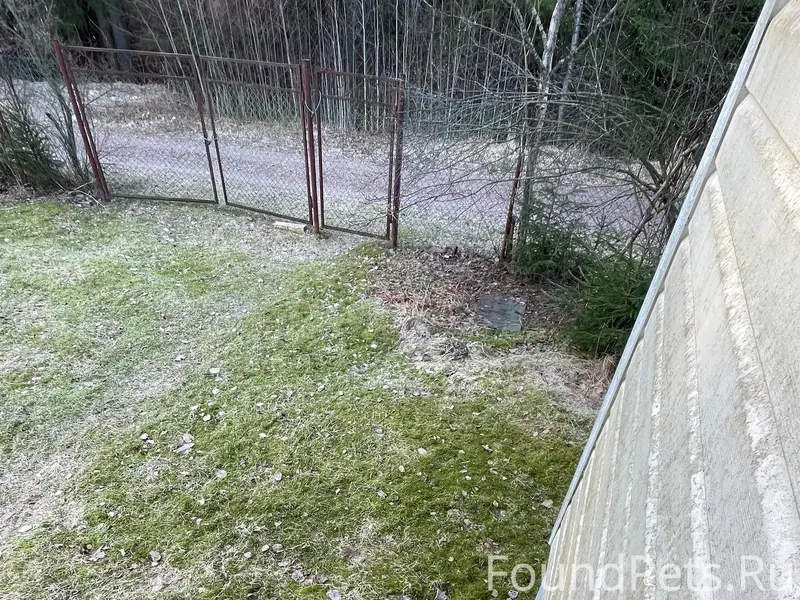 Найдена собака Сарочка, место нахождения не указано