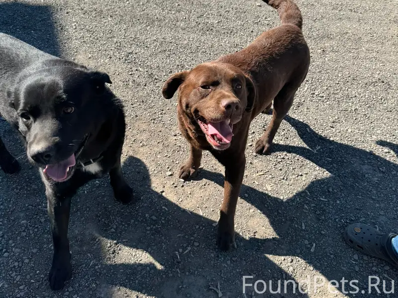 Найден кобель шоколадного цвета, ул. Тихорецкая