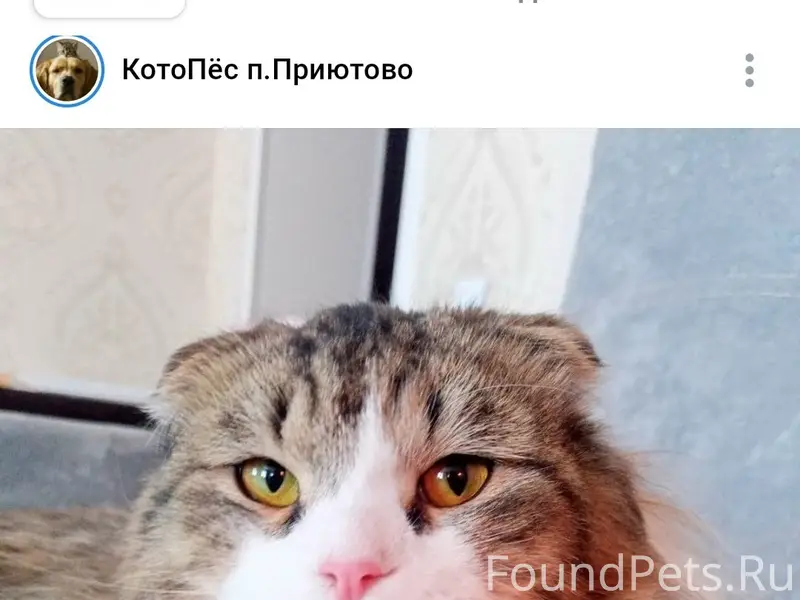 Пропал кот, посёлок Приютово