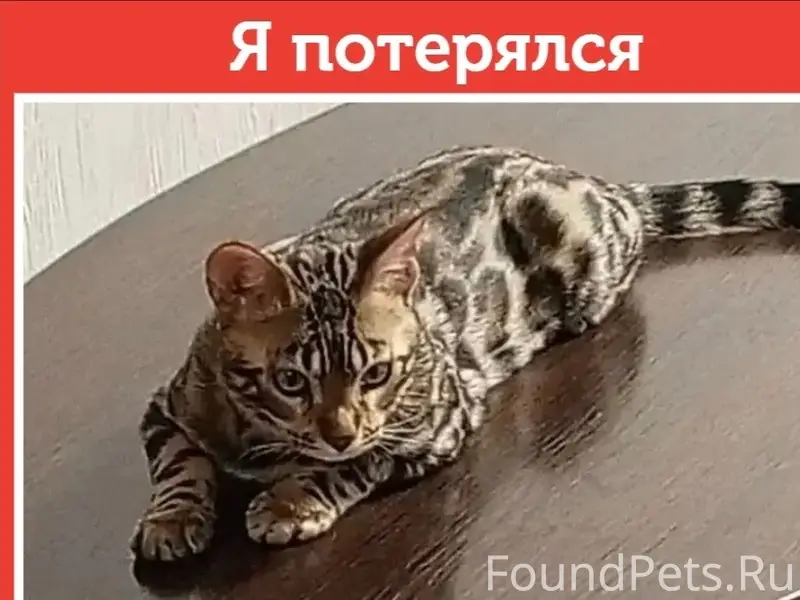 Пропал котёнок Лёва, Сибирская 102/2