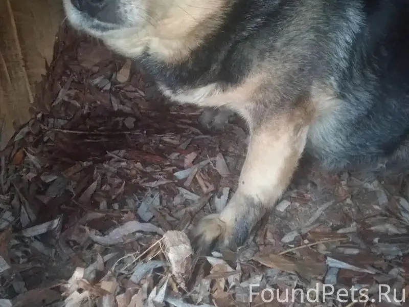 Найдена собака, Химзавод