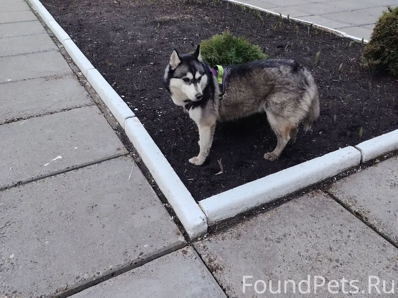 Найденна собака, Авиастроительный район