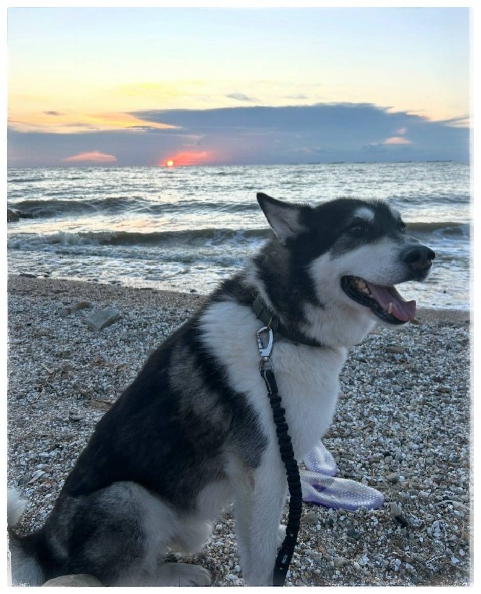 Пропал пёс Эхард, Мурмаши