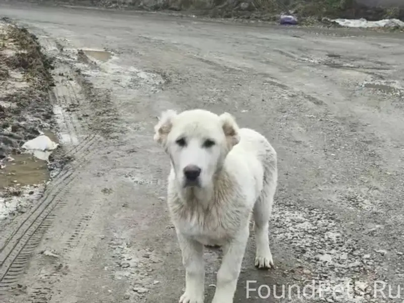 Найден щенок алабая, белая девочка, Мотяково
