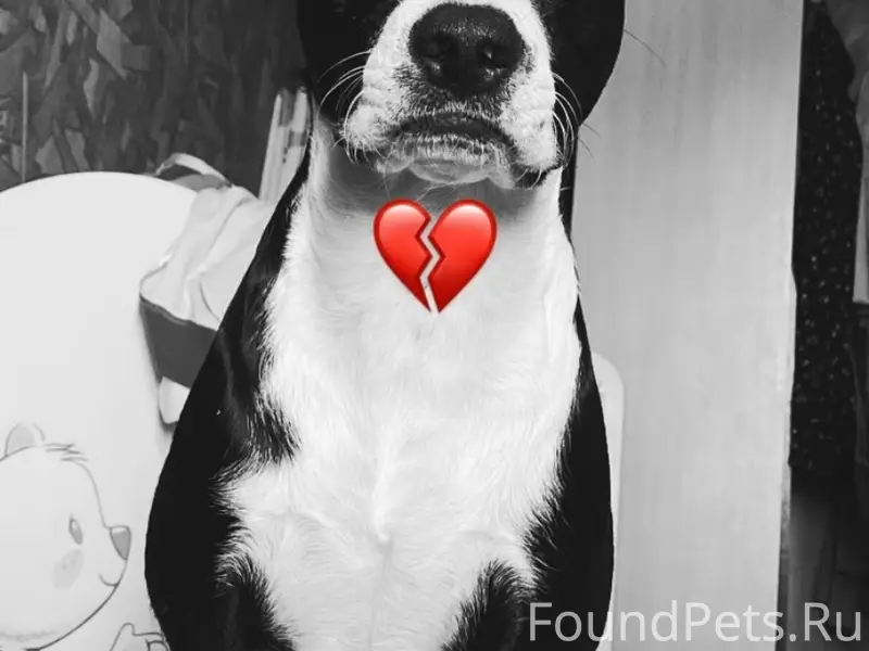 Пропал пёс Арчи, трасса Венгеровка — Псковское