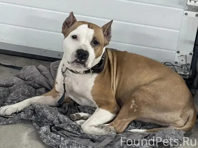 Найденная собака, Ленинский район