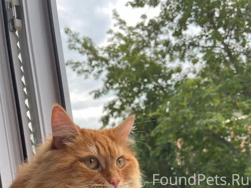 Пропал кот Рыжий, Черниковка