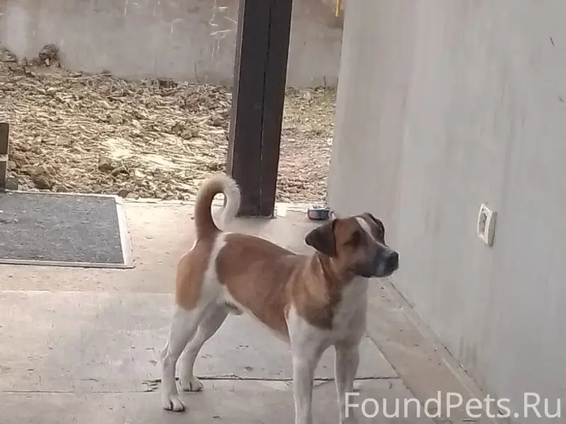 Найден пёс, Гостилицы