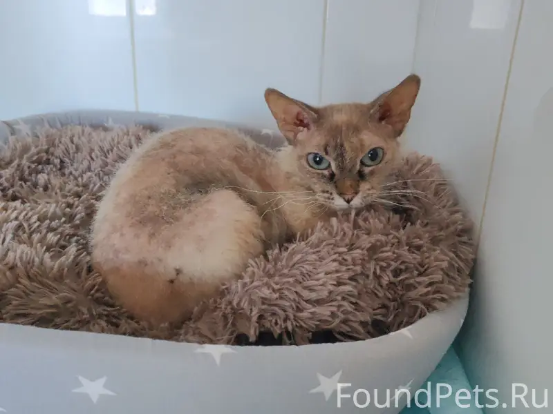 Найдена кошка, улица Левинка