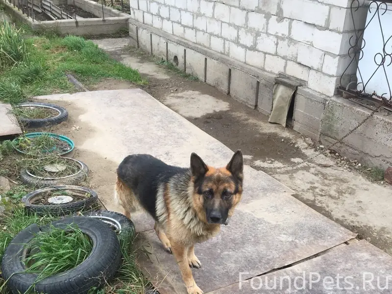 Пропал Немец Босс, Железногорск