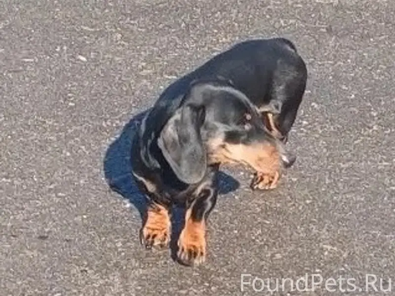 Найден пёс такса, Куприно, Ворсинские дачи